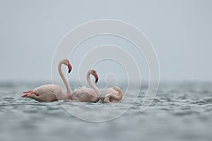 Greater Flamingos in the morning during cloudy weather at Asker coast