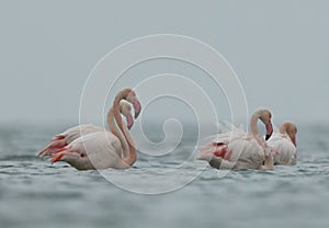 Greater Flamingos in the morning during cloudy weather at Asker coast of Bahrain