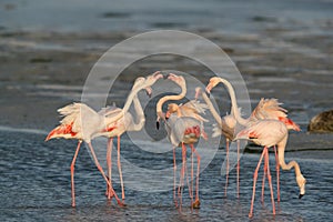 Greater Flamingos in the morning light at Aker, bahrain