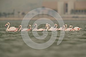 Greater Flamingos moving in a line, Aker creek, Bahrain