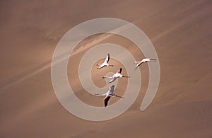 greater flamingos with the namib dunes in the background