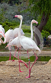 Greater Flamingos in a park