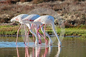 Greater Flamingos (Phoenicopterus roseus)