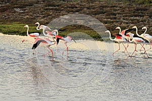 Greater Flamingos (Phoenicopterus roseus)