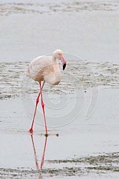 Greater Flamingos (Phoenicopterus roseus)