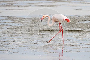 Greater Flamingos (Phoenicopterus roseus)