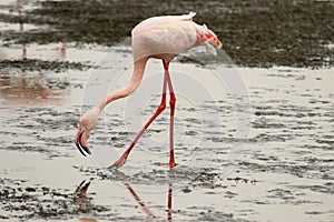 Greater Flamingos (Phoenicopterus roseus)