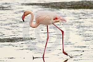 Greater Flamingos (Phoenicopterus roseus)