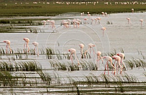 Greater Flamingos (Phoenicopterus roseus)