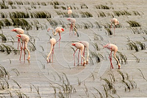 Greater Flamingos (Phoenicopterus roseus)