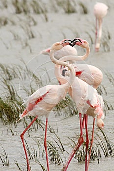 Greater Flamingos (Phoenicopterus roseus)