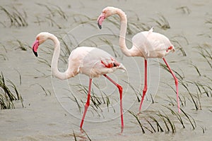 Greater Flamingos (Phoenicopterus roseus)