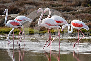 Greater Flamingos (Phoenicopterus roseus)