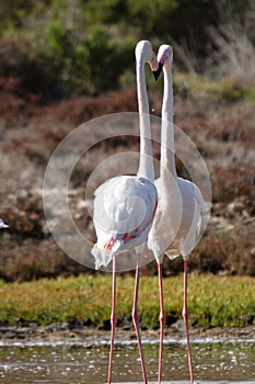 Greater Flamingos (Phoenicopterus roseus)