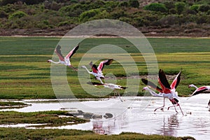 Greater Flamingos (Phoenicopterus roseus)