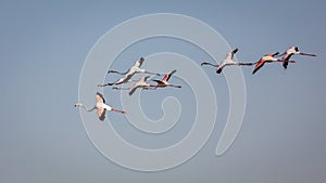 Greater Flamingos (Phoenicopterus roseus) flying over Ras Al Khor Wildlife Sanctuary in Dubai
