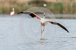 Greater Flamingos (Phoenicopterus roseus) landing in a Camargue pond in spring