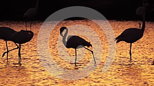 Greater Flamingos, Phoenicopterus roseus,Pont De Gau,Camargue, France