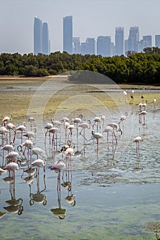 Greater Flamingos (Phoenicopterus roseus) at Ras Al Khor Wildlife Sanctuary in Dubai