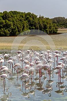 Greater Flamingos (Phoenicopterus roseus) at Ras Al Khor Wildlife Sanctuary in Dubai