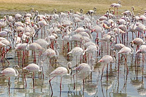 Greater Flamingos (Phoenicopterus roseus) at Ras Al Khor Wildlife Sanctuary in Dubai