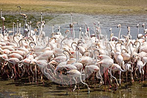 Greater Flamingos (Phoenicopterus roseus) at Ras Al Khor Wildlife Sanctuary in Dubai