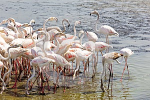 Greater Flamingos (Phoenicopterus roseus) at Ras Al Khor Wildlife Sanctuary in Dubai