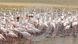 Greater Flamingos (Phoenicopterus roseus) at Ras Al Khor Wildlife Sanctuary in Dubai