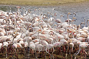 Greater Flamingos (Phoenicopterus roseus) at Ras Al Khor Wildlife Sanctuary in Dubai