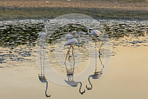 Greater Flamingos (Phoenicopterus roseus) at Ras Al Khor Wildlife Sanctuary in Dubai