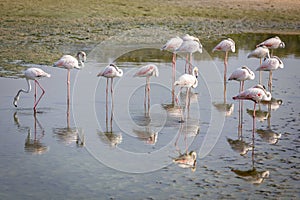 Greater Flamingos (Phoenicopterus roseus) at Ras Al Khor Wildlife Sanctuary in Dubai.