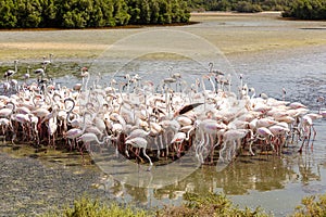 Greater Flamingos (Phoenicopterus roseus) at Ras Al Khor Wildlife Sanctuary in Dubai, wading in lagoon and fishing