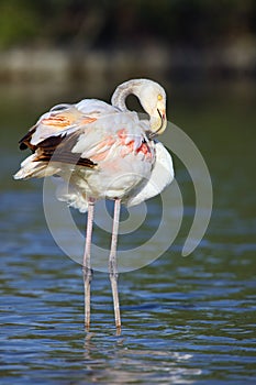 Greater flamingos Phoenicopterus roseus wade through lagoon in evening sun