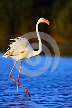 The greater flamingos ,Phoenicopterus roseus, wade through lagoon in evening sun