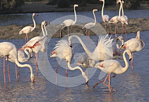 Greater Flamingos, Phoenicopterus ruber. The Camargue, Provence, southern France.