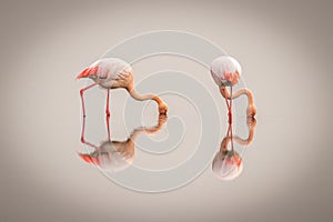 Greater Flamingos  Phoenicopterus ruber roseus in the fog with reflection on the surface, Walvis bay, Namibia.