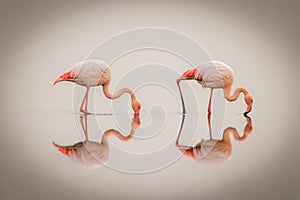 Greater Flamingos  Phoenicopterus ruber roseus in the fog with reflection on the surface, Walvis bay, Namibia.