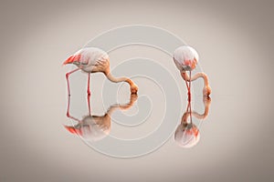 Greater Flamingos  Phoenicopterus ruber roseus in the fog with reflection on the surface, Walvis bay, Namibia. photo