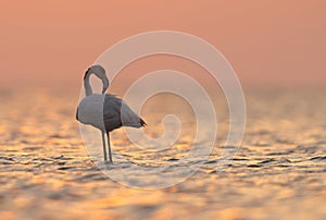 Greater Flamingos preening during sunrise at Asker coast