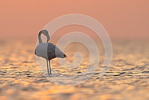 Greater Flamingos preening during sunrise at Asker coast photo