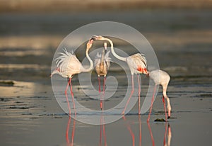 Greater Flamingos quarrelling