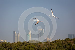 Greater Flamingos in Ras Al Khor Wildlife Sanctuary in Dubai, flying over the city.