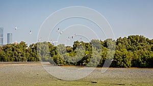 Greater Flamingos in Ras Al Khor Wildlife Sanctuary in Dubai, flying over the city