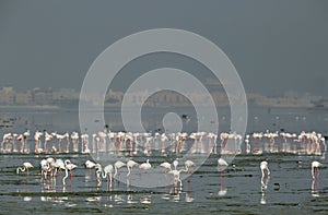 Greater Flamingos in row, Eker Bahrain