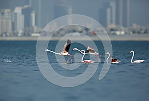 Greater Flamingos running to fly