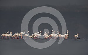 Greater Flamingos seen at Lake Nakuru