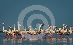 The greater flamingos standing in water with reflection