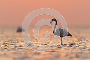 Greater Flamingos during sunrise at Asker coast, Bahrain