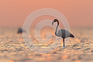 Greater Flamingos during sunrise at Asker coast, Bahrain photo