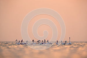 Greater Flamingos during surise at Asker coast of Bahrain photo